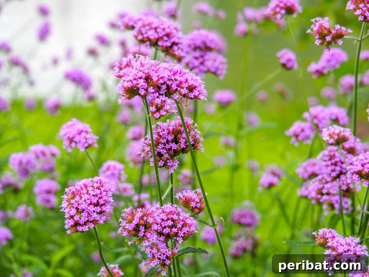 50 Drought-Proof Plants for Your Low-Water Landscape 9 Purple Verbena flowers blooming profusely.