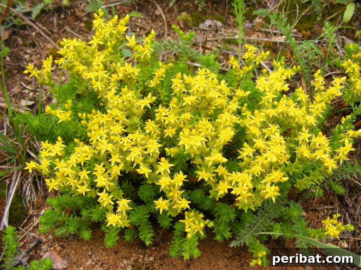 50 Drought-Proof Plants for Your Low-Water Landscape 10 Yellow Sedum flowers in a sunny garden.