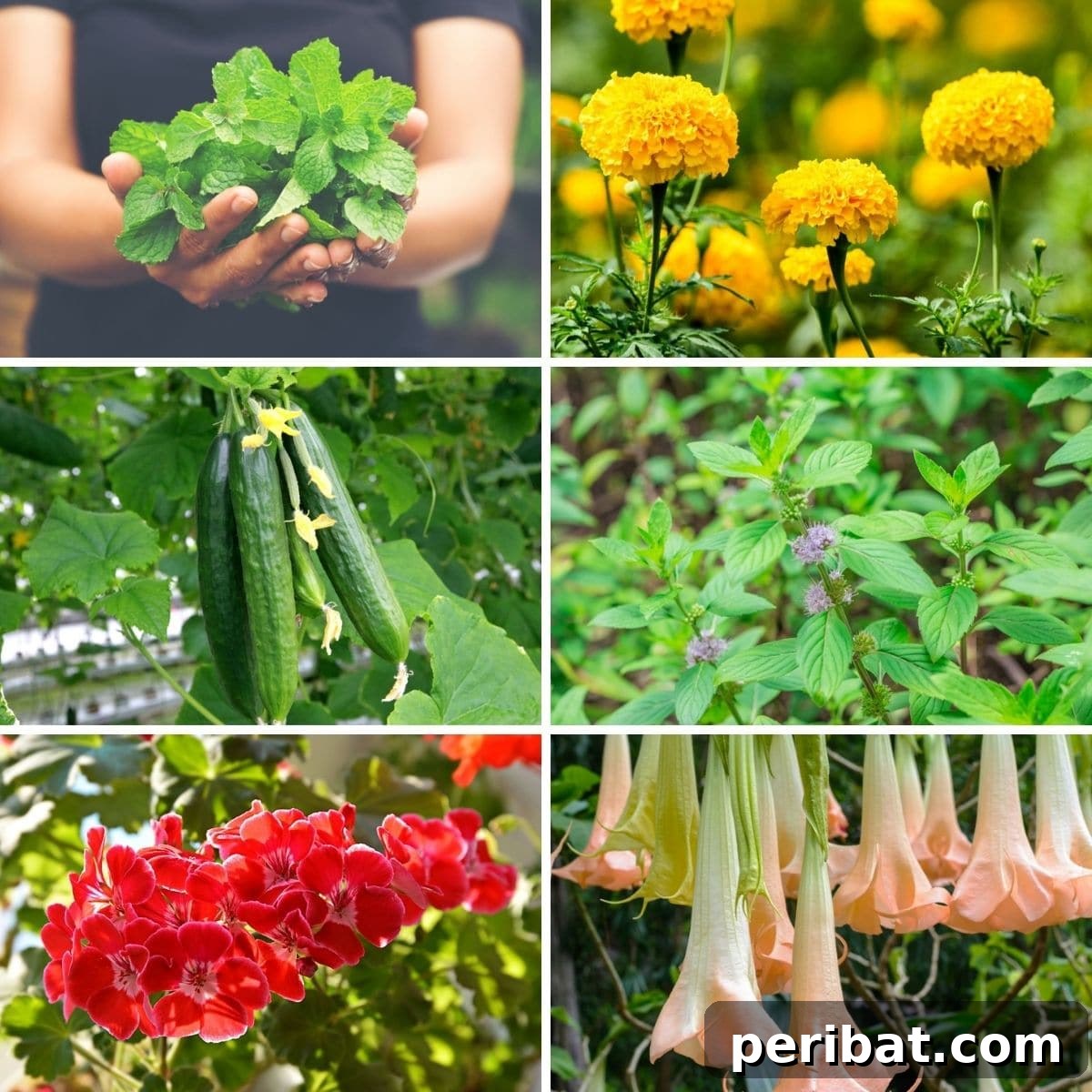 plants that repel wasps