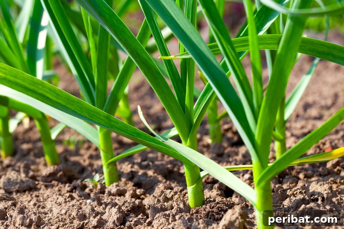 sapling or garlic in the garden
