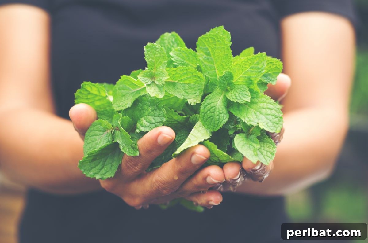 a bunch of harvested mint leaves
