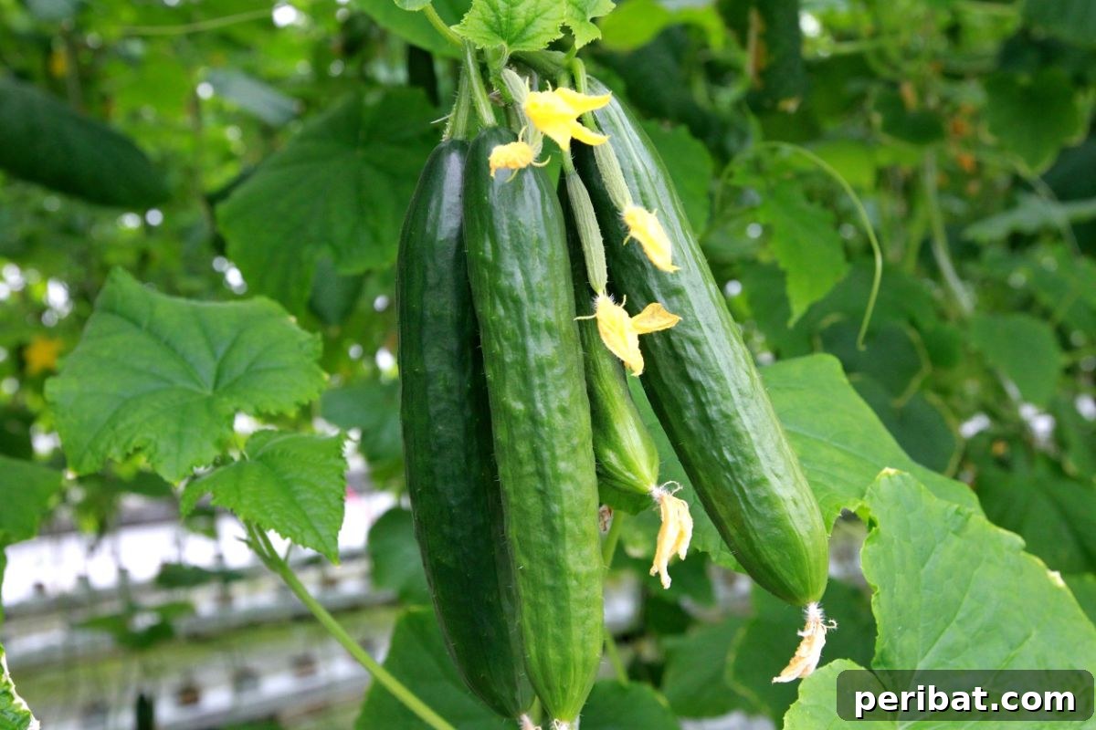 cucumber hanging in a greenhouse 