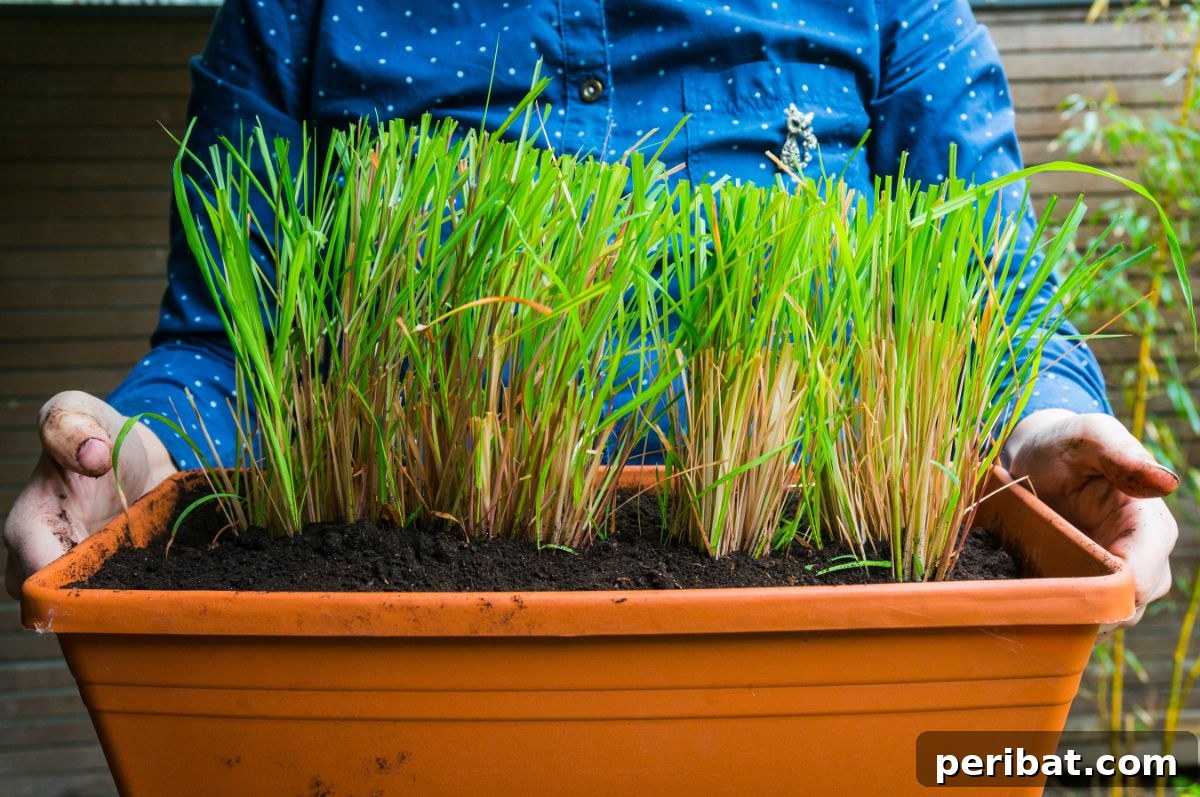 lemongrass planted in a flower pot 