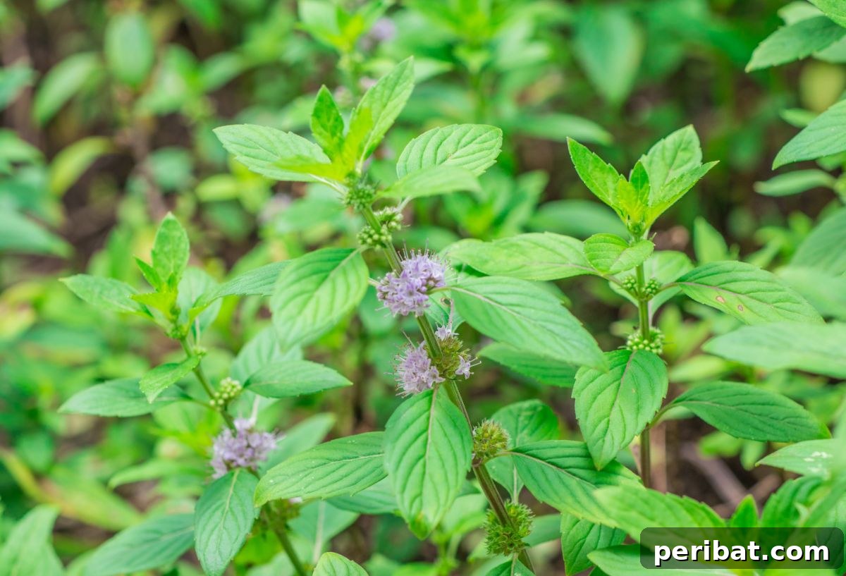 pennyroyal plant with flowers in a garden 