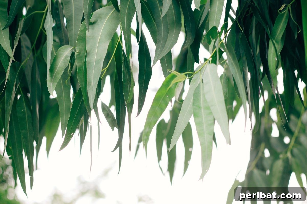 eucalyptus tree to keep pests away 