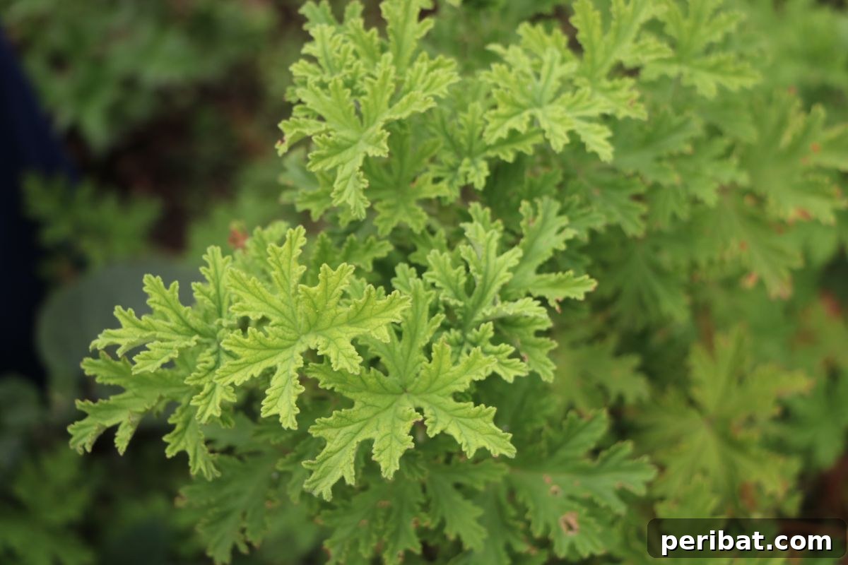 green citronella plant 