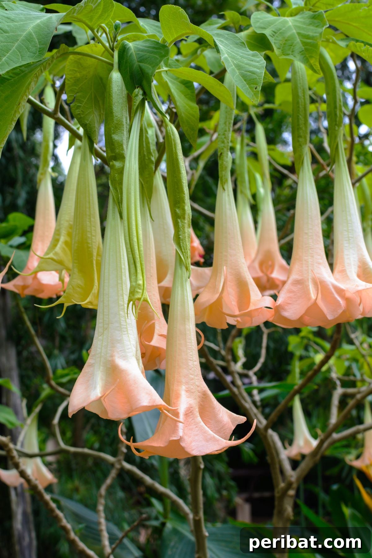 hanging trumpet flowers