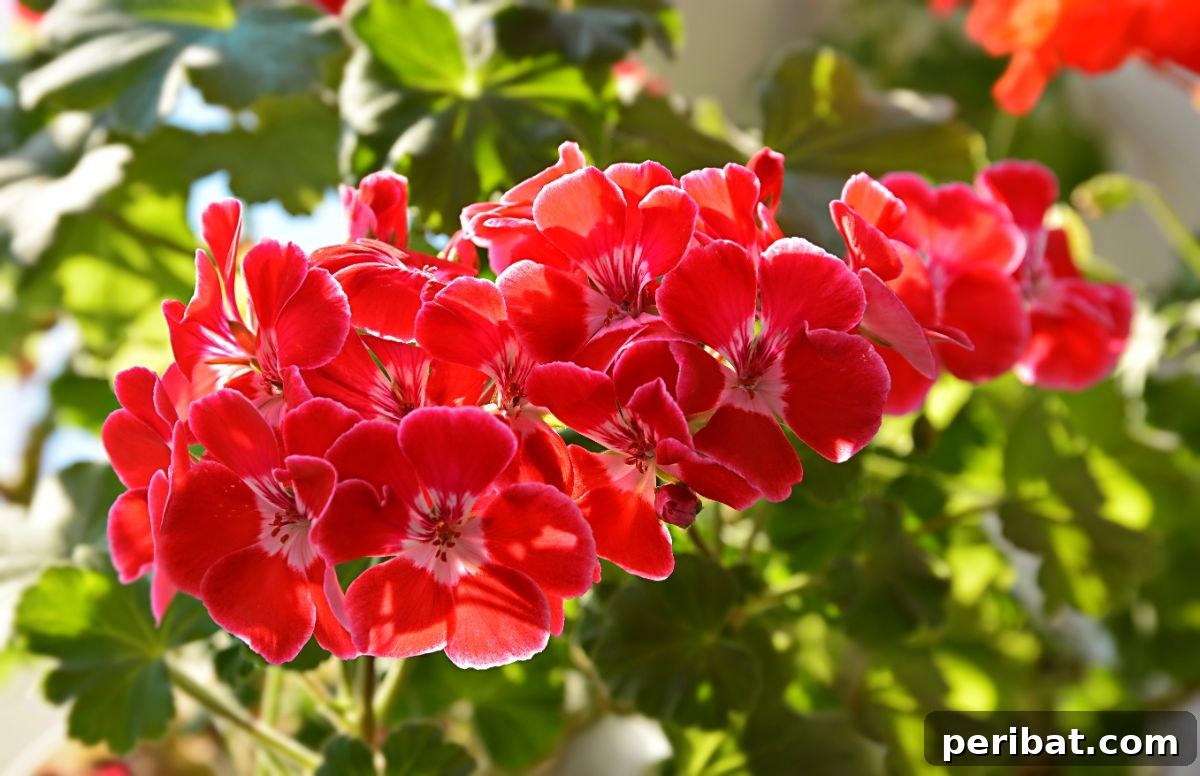 beautiful red geranium flowers in a garden 