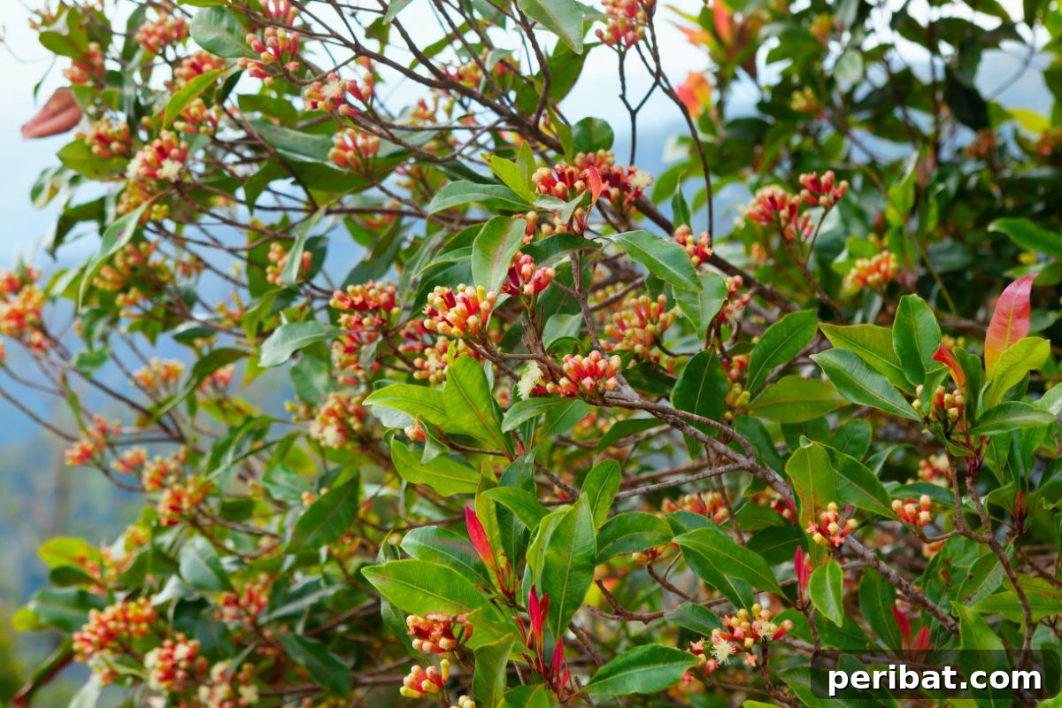 blooming flowers of cloves tree