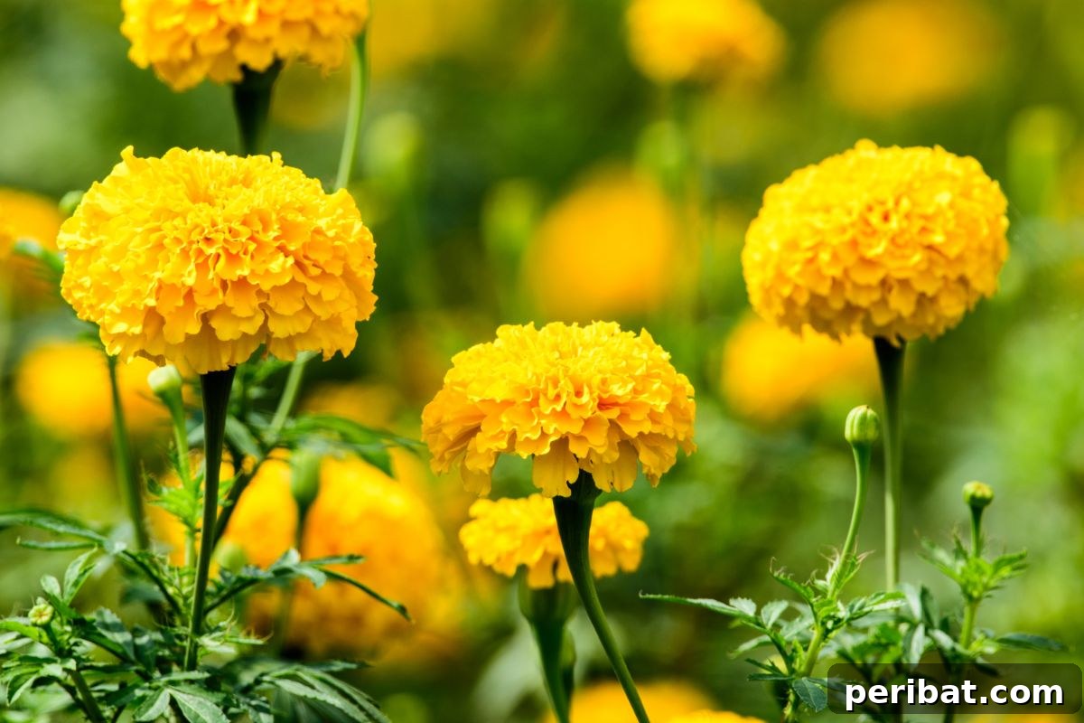 bright marigold flowers in a garden 