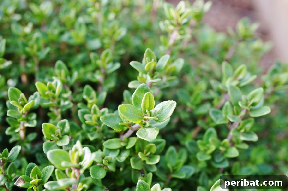 Thyme herb in a garden 