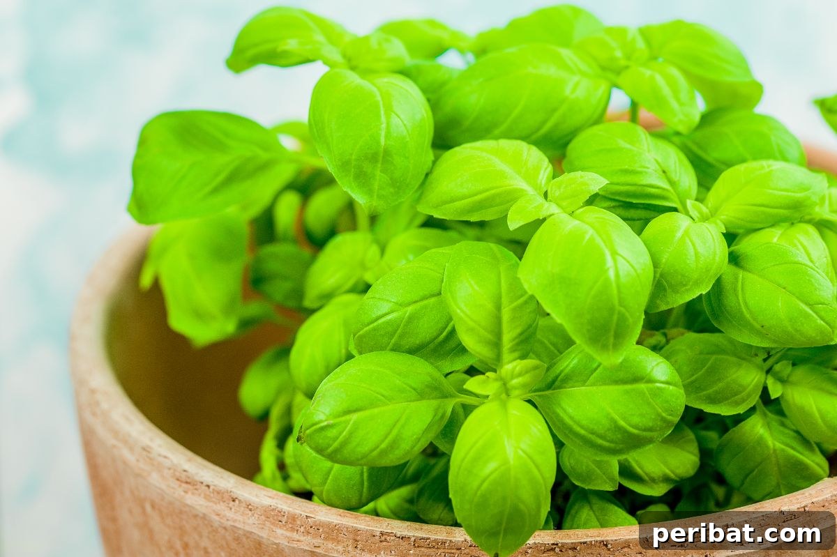 basil plant in a flower pot 