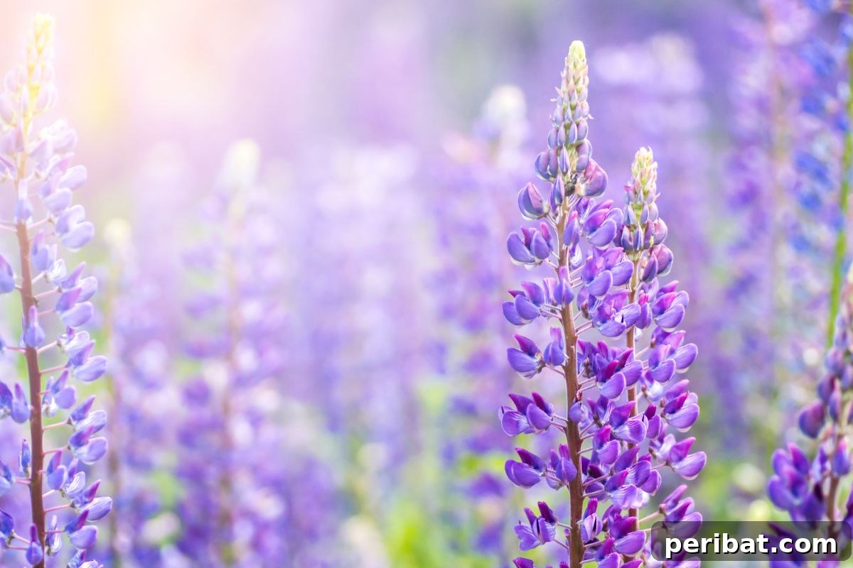 Hummingbird Haven: 30 Flowers for a Buzzing Garden 11 Majestic purple lupine flowers blooming under the warm sun, creating a picturesque field.