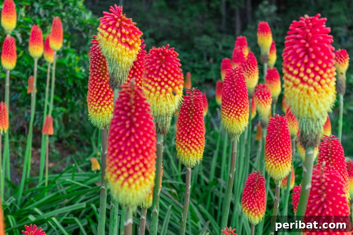 Hummingbird Haven: 30 Flowers for a Buzzing Garden 12 Brightly colored Red Hot Poker flowers displaying their distinctive orange and yellow gradient spikes.