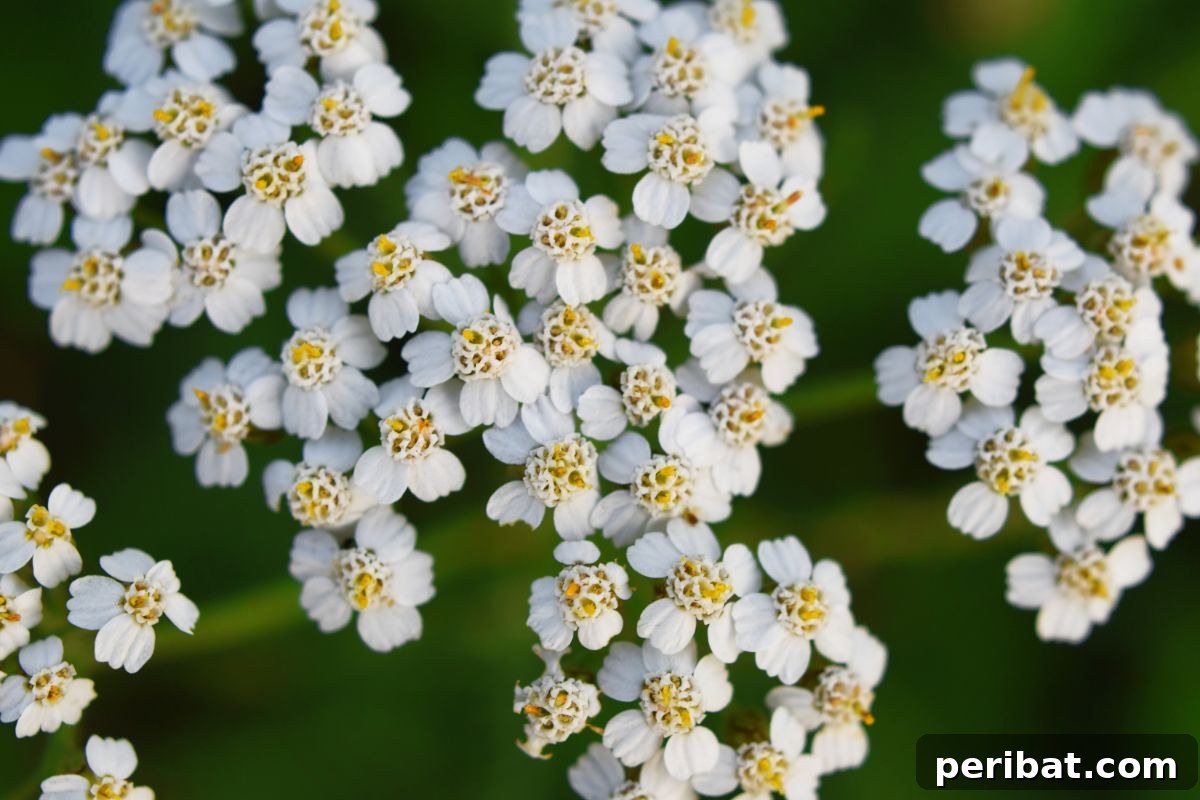 Hummingbird Haven: 30 Flowers for a Buzzing Garden 13 Clusters of delicate white yarrow flowers with finely dissected foliage.