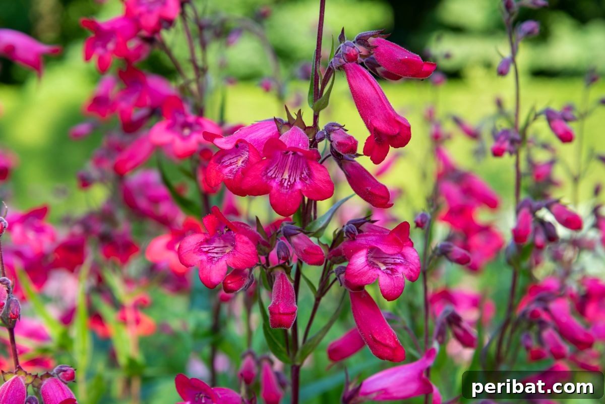 Hummingbird Haven: 30 Flowers for a Buzzing Garden 14 Elegant pink penstemon flowers blooming profusely in a garden bed.