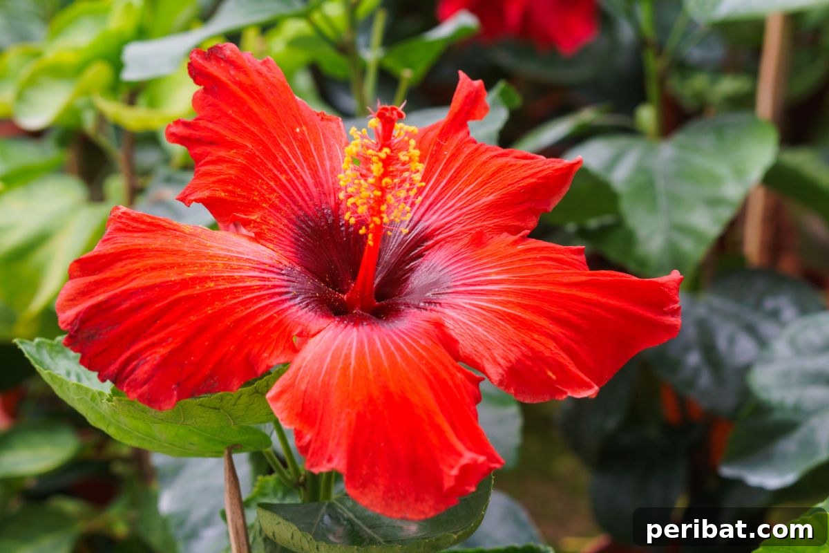 Hummingbird Haven: 30 Flowers for a Buzzing Garden 15 A stunning tropical hibiscus flower in full bloom, showcasing its vibrant petals.