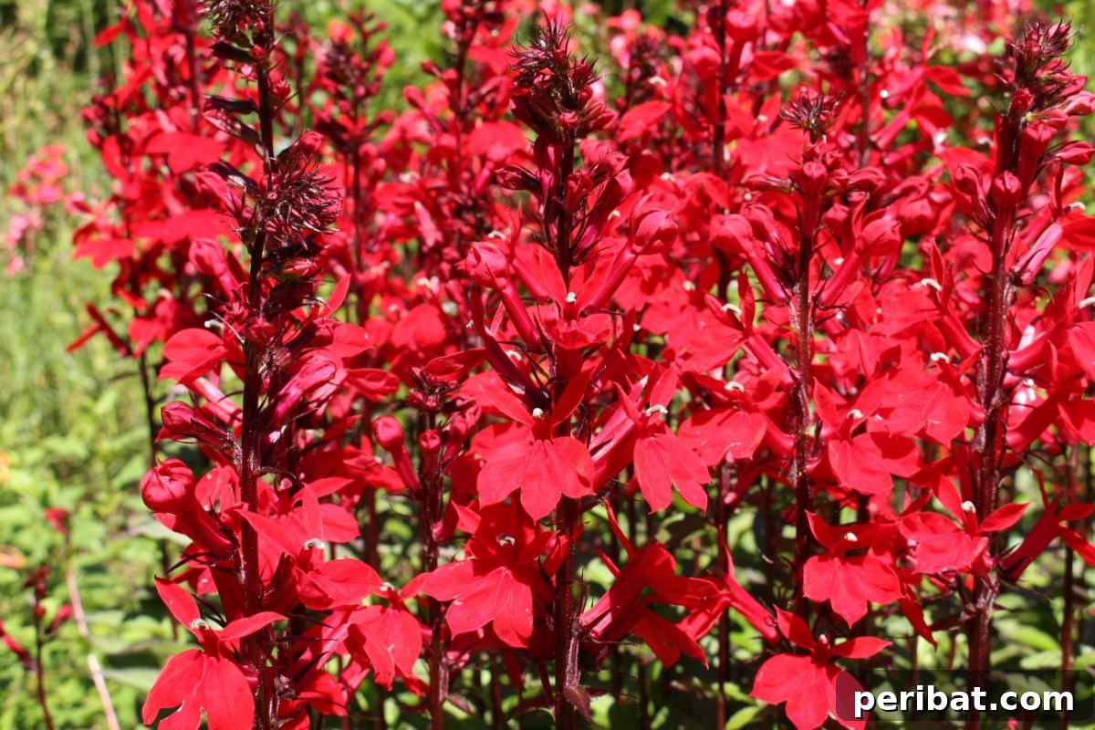 Hummingbird Haven: 30 Flowers for a Buzzing Garden 17 A dense field of brilliant red cardinal flowers, standing tall and vibrant.