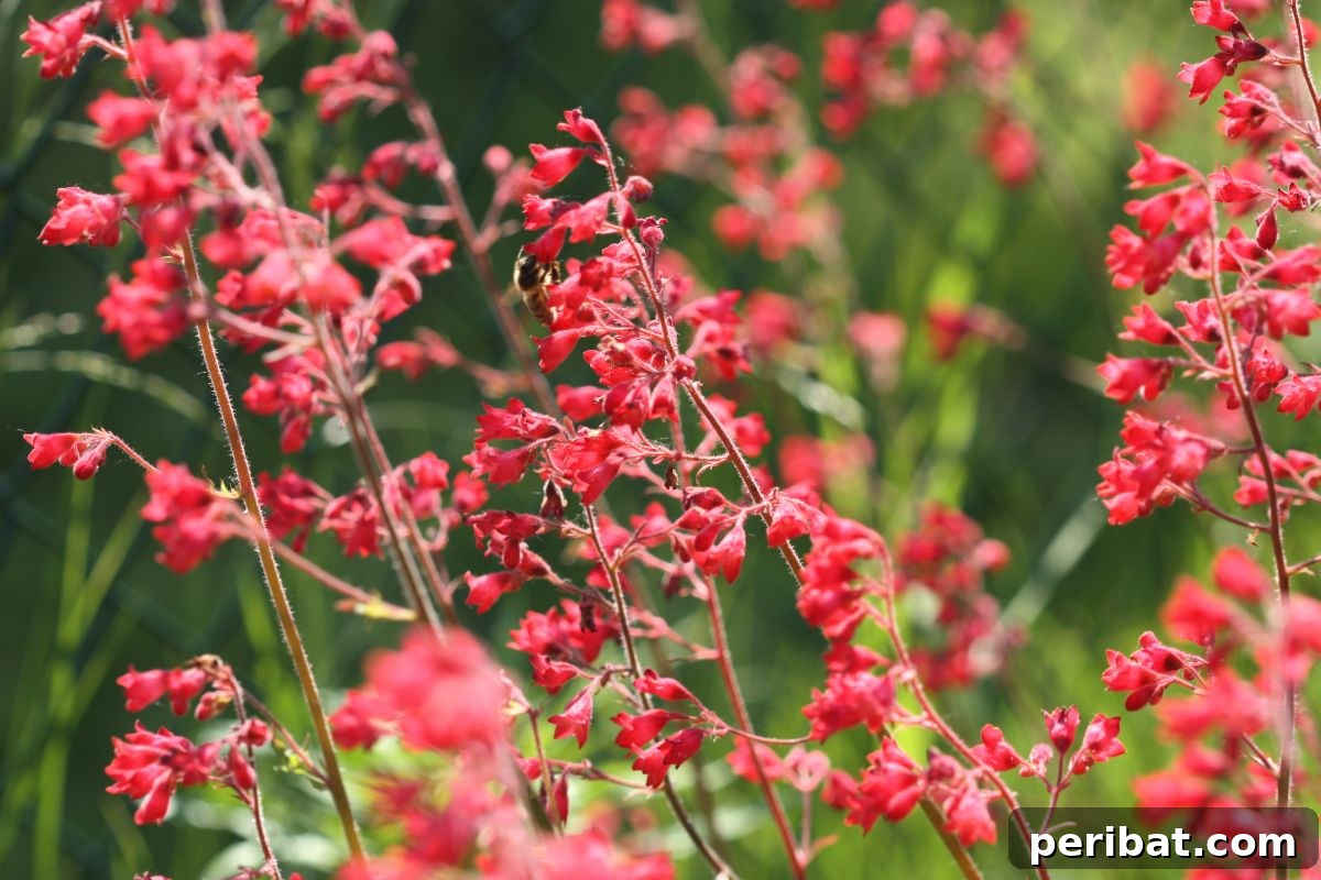 Hummingbird Haven: 30 Flowers for a Buzzing Garden 18 A field of vibrant red coral bell flowers showcasing their delicate, bell-shaped blooms.