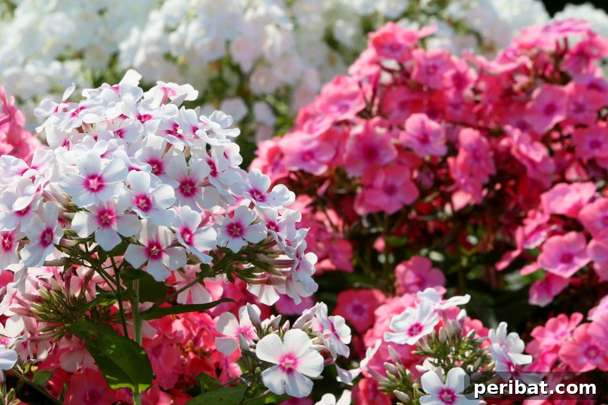 Hummingbird Haven: 30 Flowers for a Buzzing Garden 19 A field of white and pink garden phlox flowers creating a beautiful, fragrant display.
