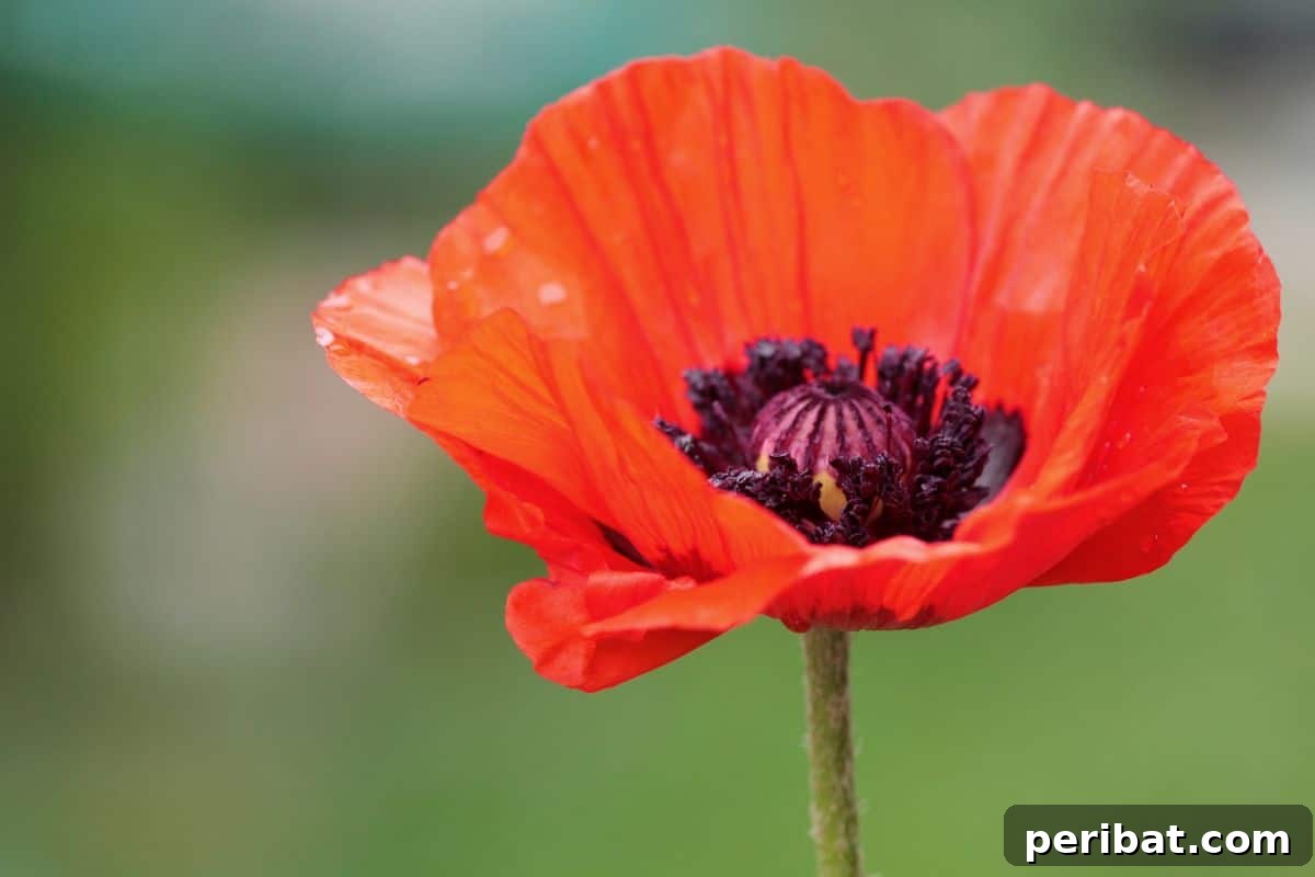 Hummingbird Haven: 30 Flowers for a Buzzing Garden 20 A striking orange Oriental Poppy flower with dark central markings.
