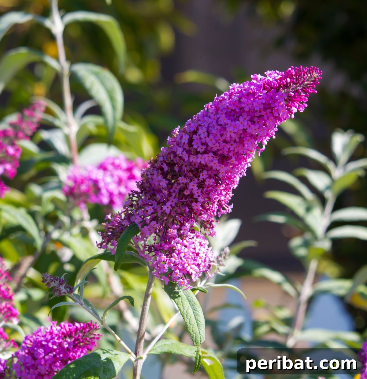 Hummingbird Haven: 30 Flowers for a Buzzing Garden 3 A blooming butterfly bush showcasing its dense clusters of purple flowers in a garden setting.