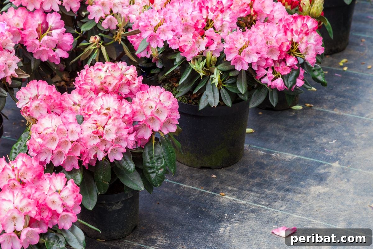 Hummingbird Haven: 30 Flowers for a Buzzing Garden 21 A cluster of pink rhododendron flowers nestled in a black plastic pot, ready for planting.