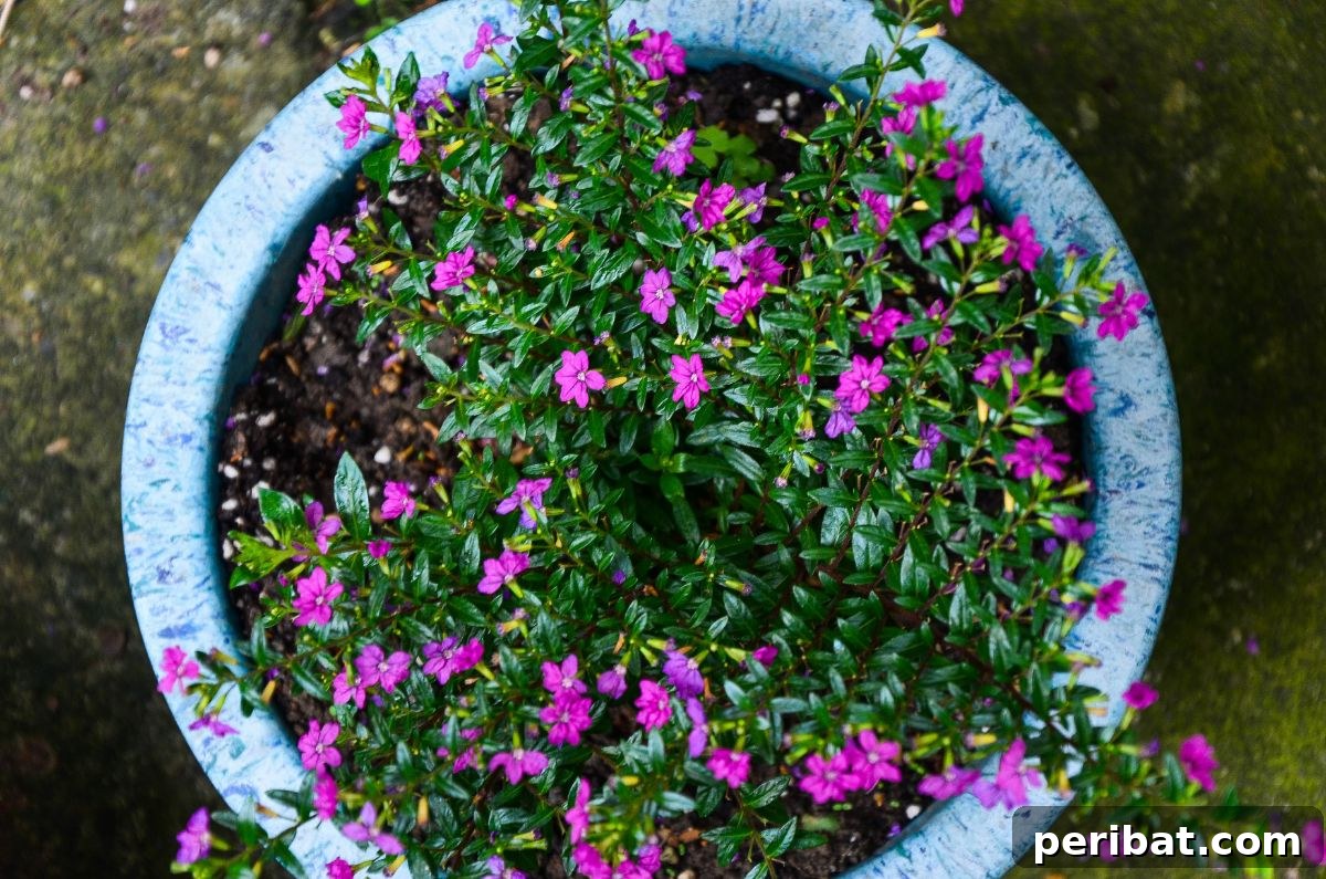 Hummingbird Haven: 30 Flowers for a Buzzing Garden 22 A vibrant Cuphea flower with its distinctive tubular shape and bright red color, in a pot.