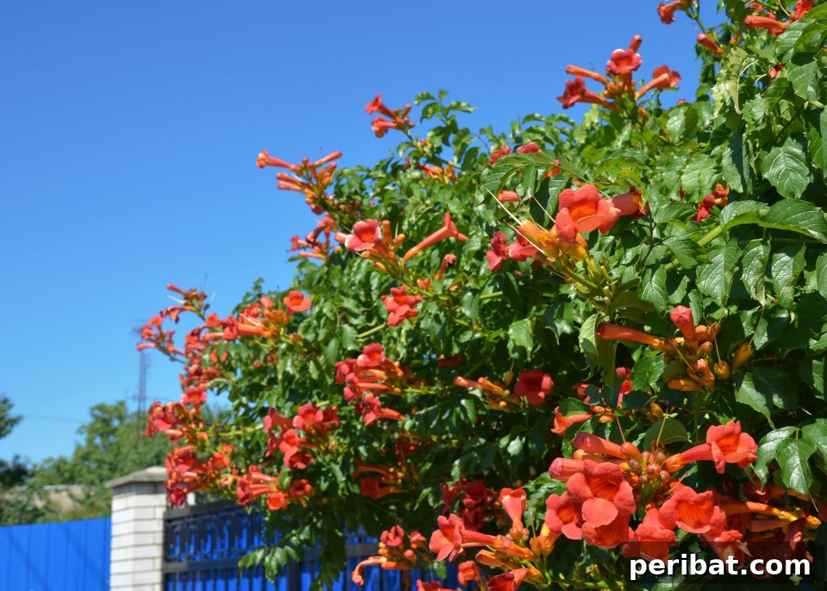 Hummingbird Haven: 30 Flowers for a Buzzing Garden 23 Beautiful orange trumpet vine flowers climbing gracefully on a house fence.