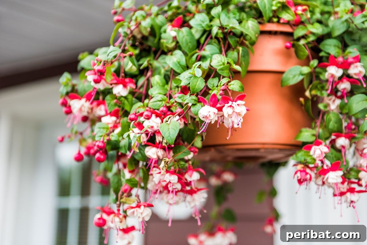 Hummingbird Haven: 30 Flowers for a Buzzing Garden 24 A beautiful fuchsia flower showcasing its distinctive drooping form and vibrant colors, in a hanging pot.