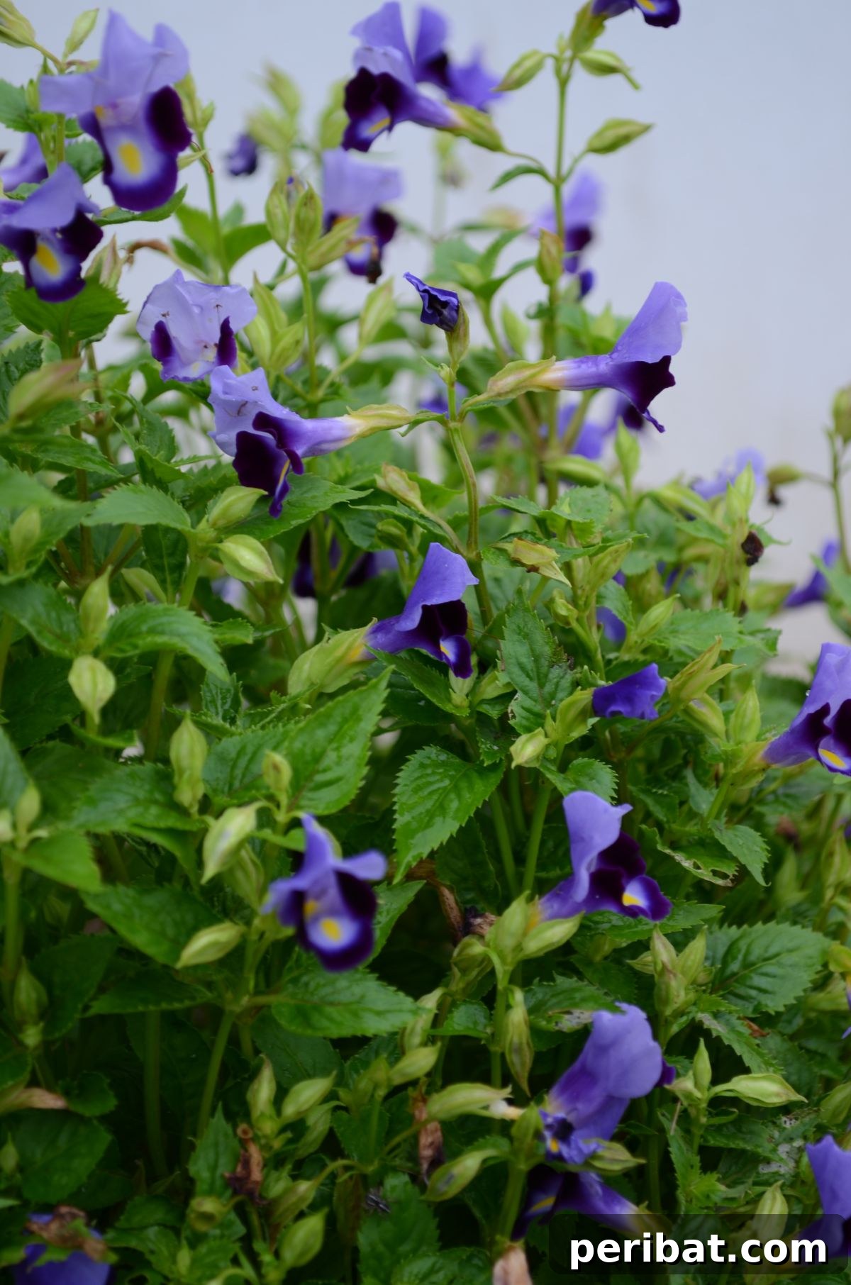Hummingbird Haven: 30 Flowers for a Buzzing Garden 25 Violet Torenia flowers with yellow throats, showcasing their delicate and intricate petals.
