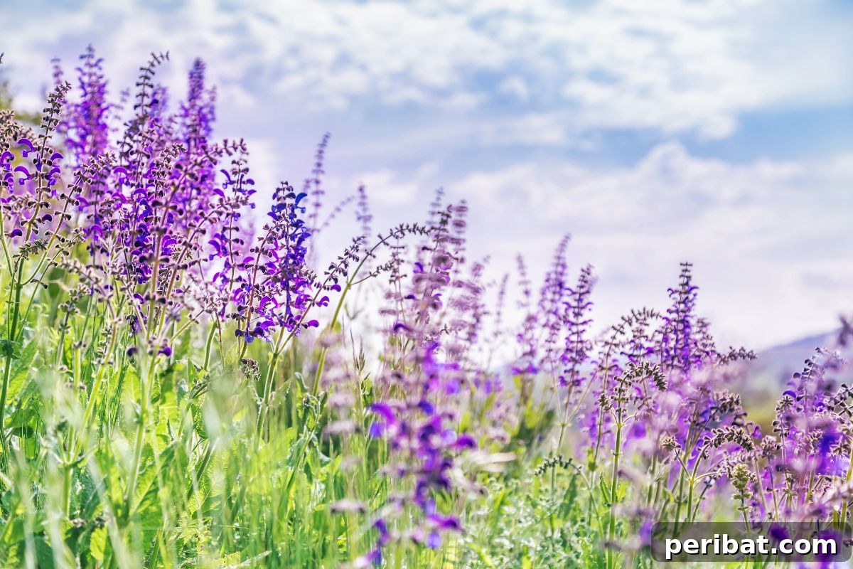 Hummingbird Haven: 30 Flowers for a Buzzing Garden 26 A field of vibrant purple sage flowers blooming abundantly, showcasing their striking color.