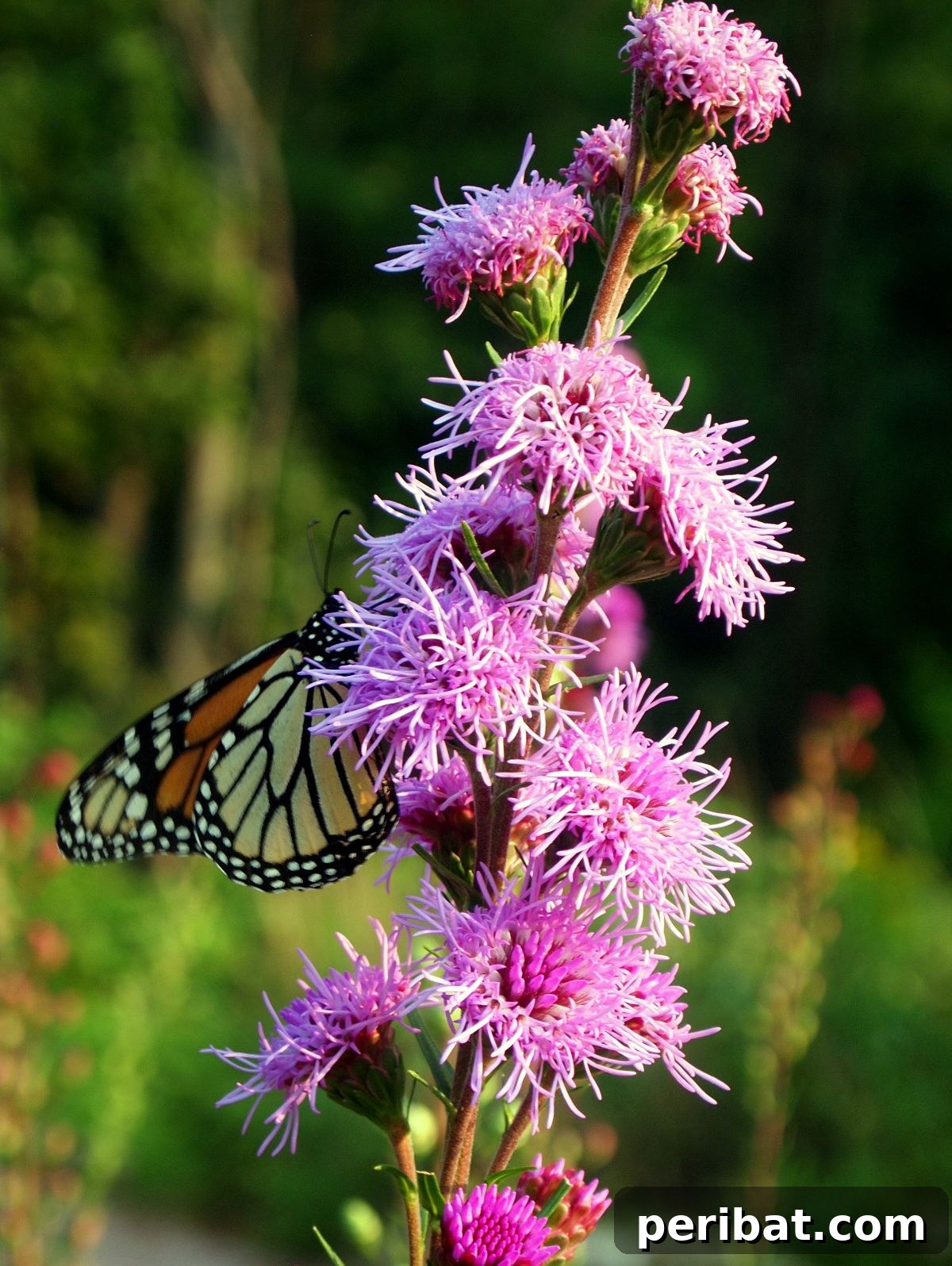 Hummingbird Haven: 30 Flowers for a Buzzing Garden 27 A butterfly actively feeding from a tall spire of pink gayfeather flowers.