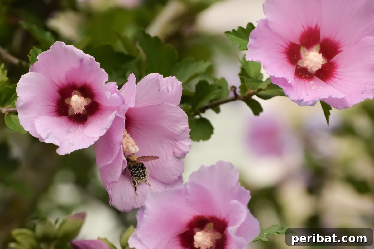 Hummingbird Haven: 30 Flowers for a Buzzing Garden 28 A beautiful pink Rose of Sharon flower with a busy bee collecting pollen.