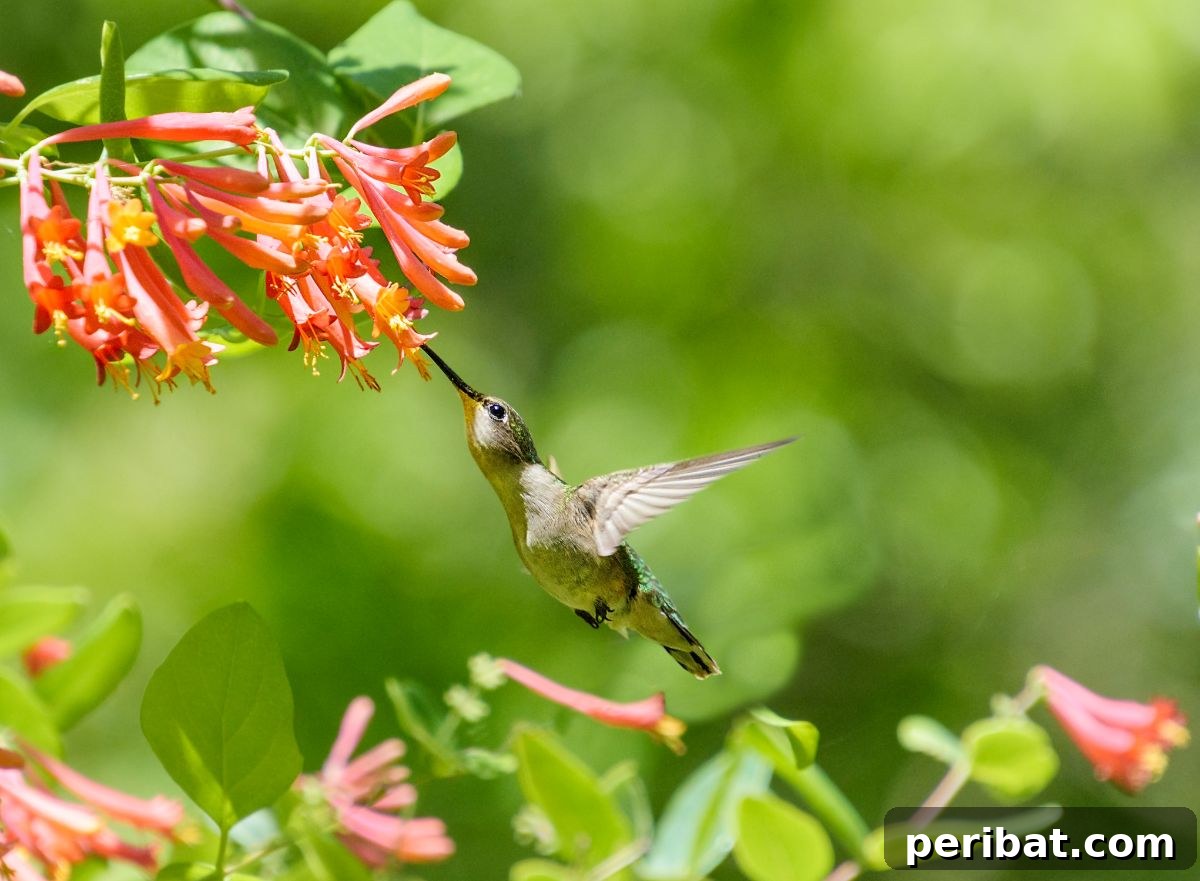 Hummingbird Haven: 30 Flowers for a Buzzing Garden 29 Vibrant trumpet honeysuckle flowers with a hummingbird hovering nearby, ready to feed.