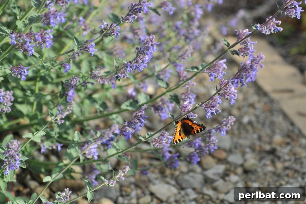 Hummingbird Haven: 30 Flowers for a Buzzing Garden 30 A field of beautiful purple catmint flowers with a butterfly gently resting on one.