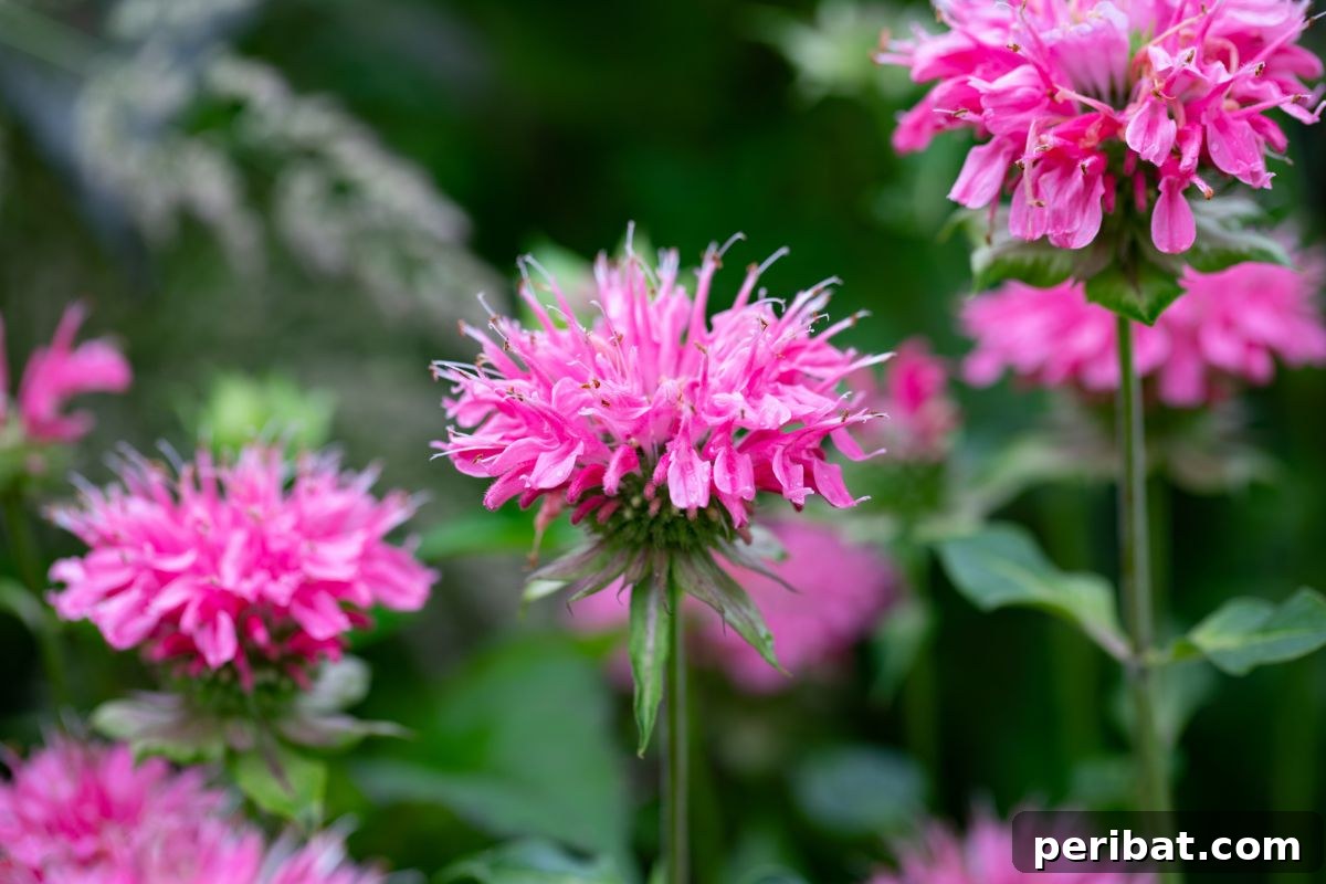Hummingbird Haven: 30 Flowers for a Buzzing Garden 31 A vivid pink Bee Balm flower blooming in a lush garden setting.
