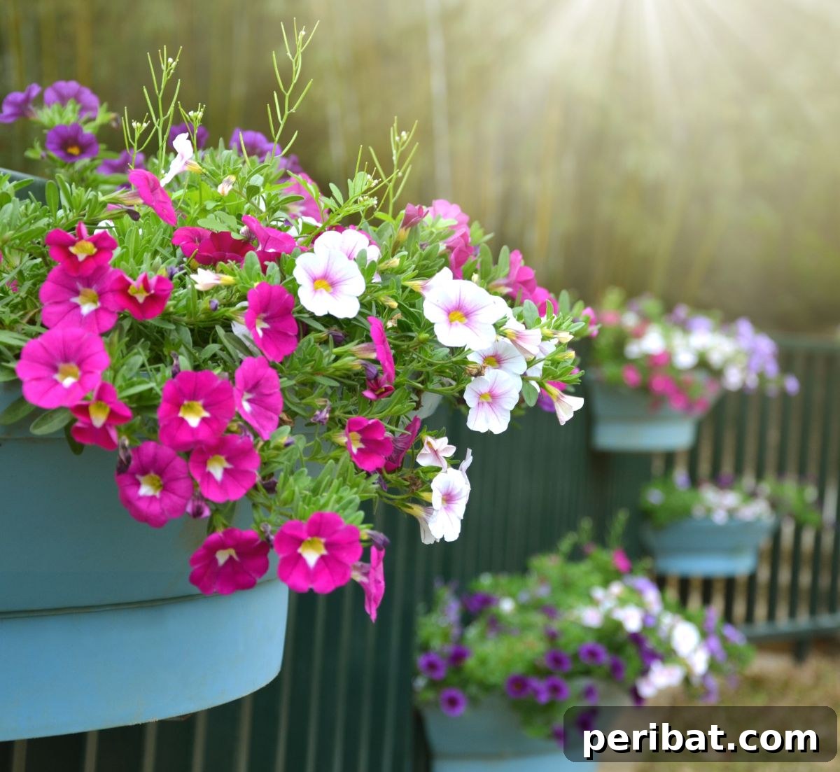 Hummingbird Haven: 30 Flowers for a Buzzing Garden 32 A cascade of petunia flowers in a hanging pot, showcasing their abundant and colorful blooms.