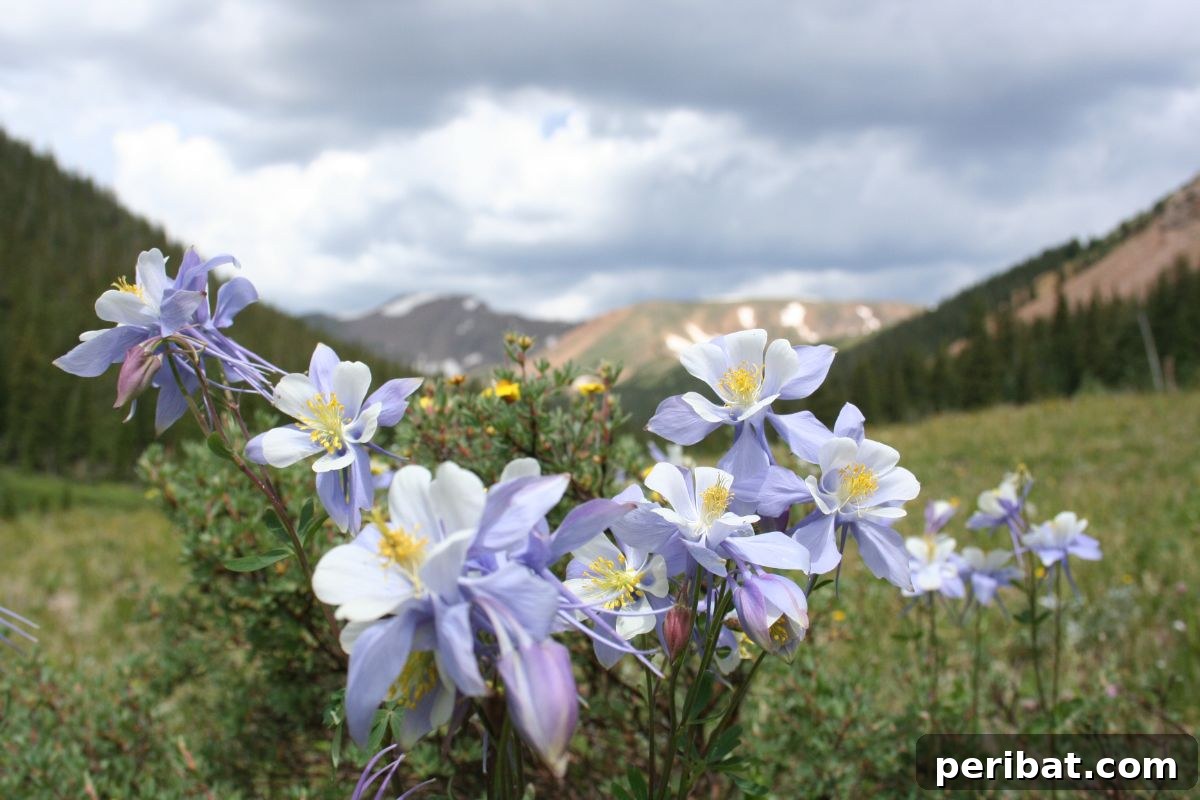 Hummingbird Haven: 30 Flowers for a Buzzing Garden 5 White columbine flowers blooming gracefully in a scenic mountain valley landscape.