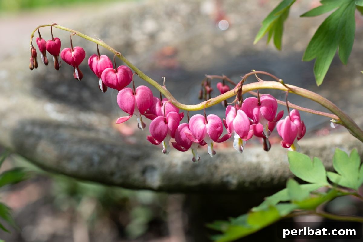 Hummingbird Haven: 30 Flowers for a Buzzing Garden 6 Delicate pink bleeding hearts flowers with their iconic heart shape and dangling form.