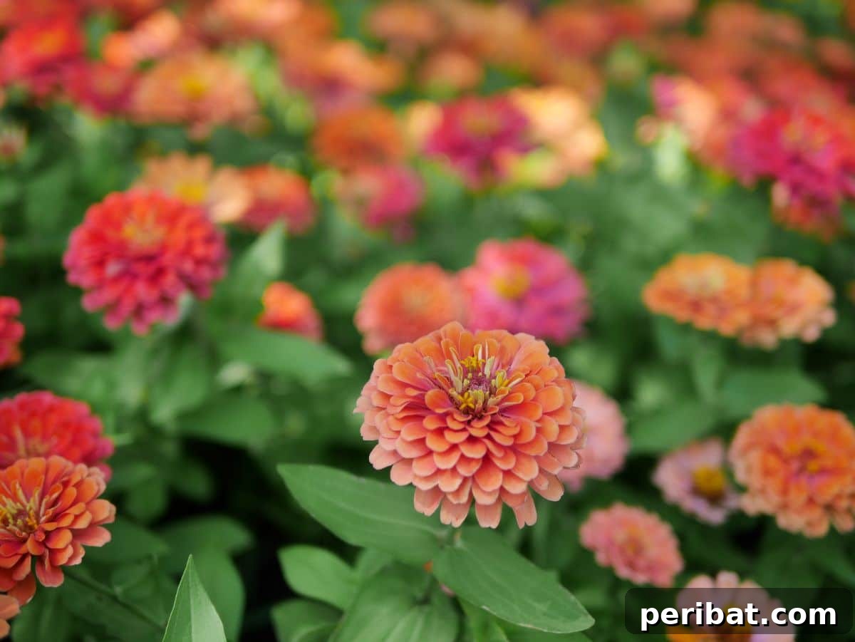 Hummingbird Haven: 30 Flowers for a Buzzing Garden 7 A vibrant field bursting with orange zinnia flowers, showcasing their cheerful and abundant blooms.