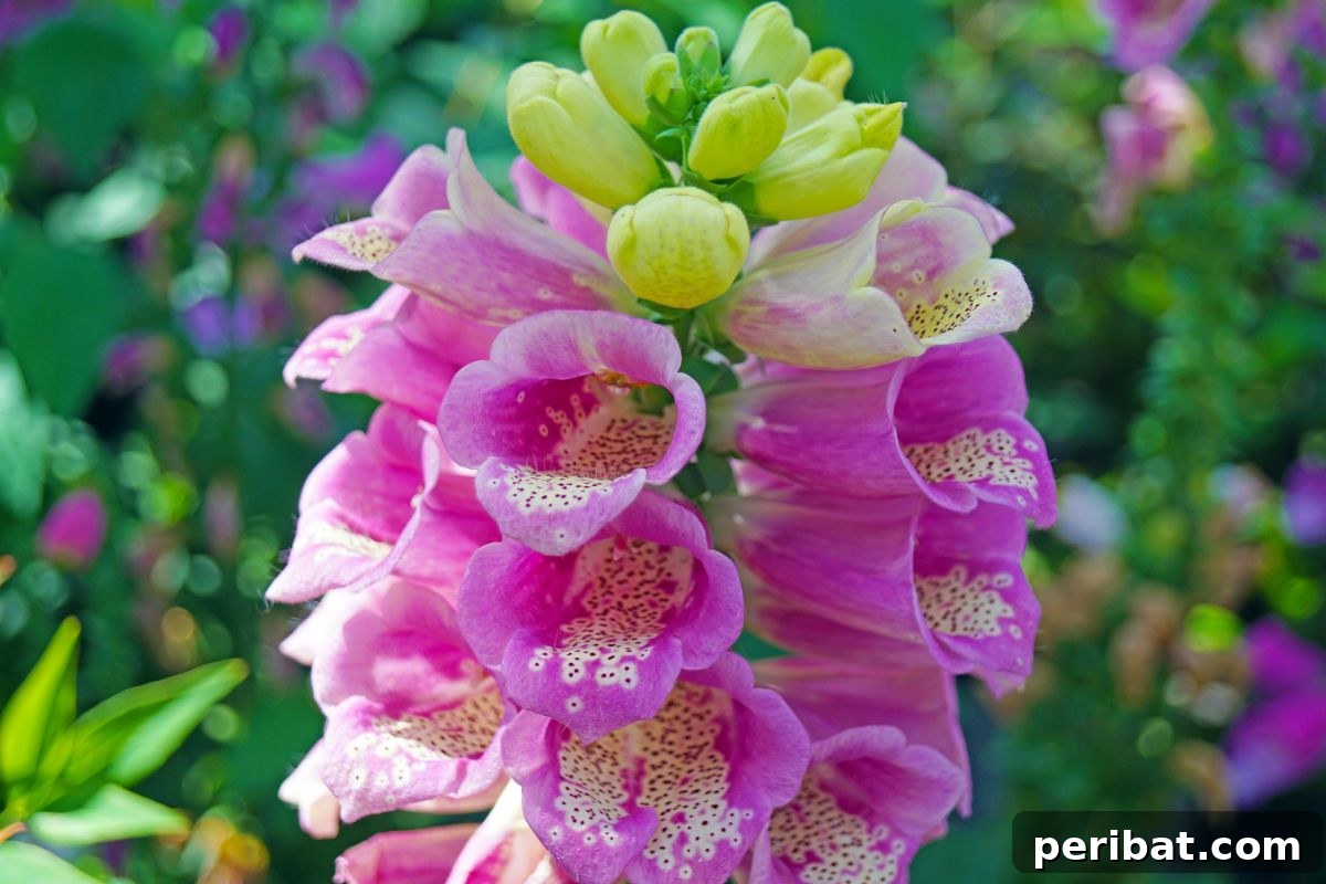 Hummingbird Haven: 30 Flowers for a Buzzing Garden 9 A vivid pink and yellow foxglove flower standing tall in a lush garden, displaying its bell-shaped blooms.