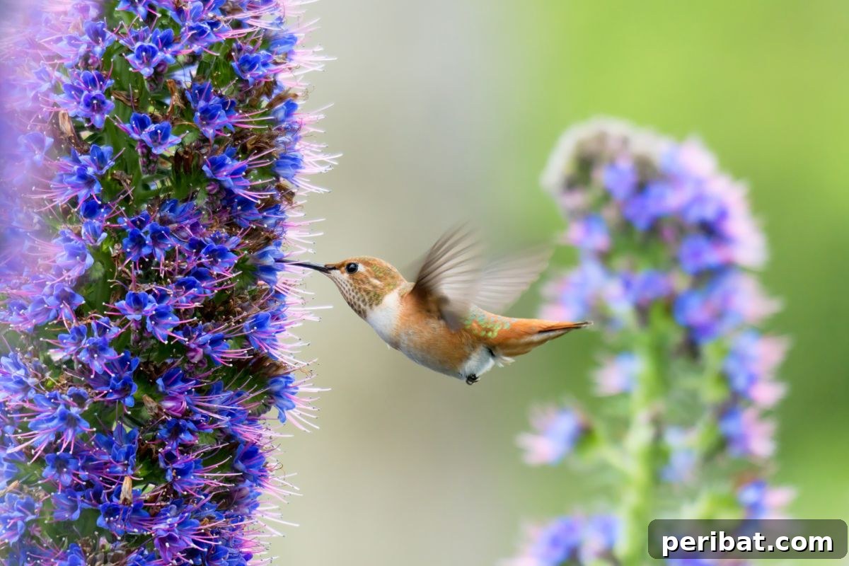 Hummingbird Haven: 30 Flowers for a Buzzing Garden 10 A hummingbird actively feeding on the dense purple flower spikes of a Pride of Madeira plant.