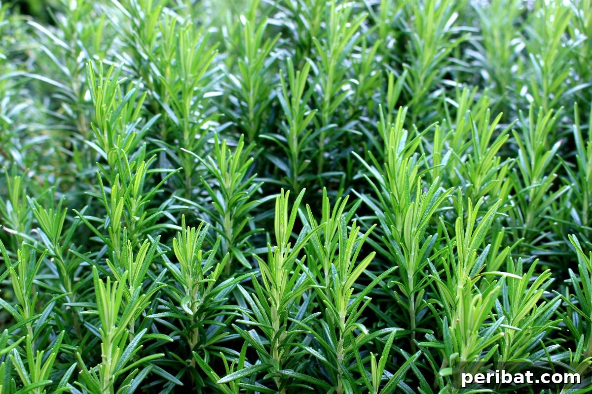 Foolproof Guide to Propagating Rosemary Cuttings 2 rosemary herbs in a garden