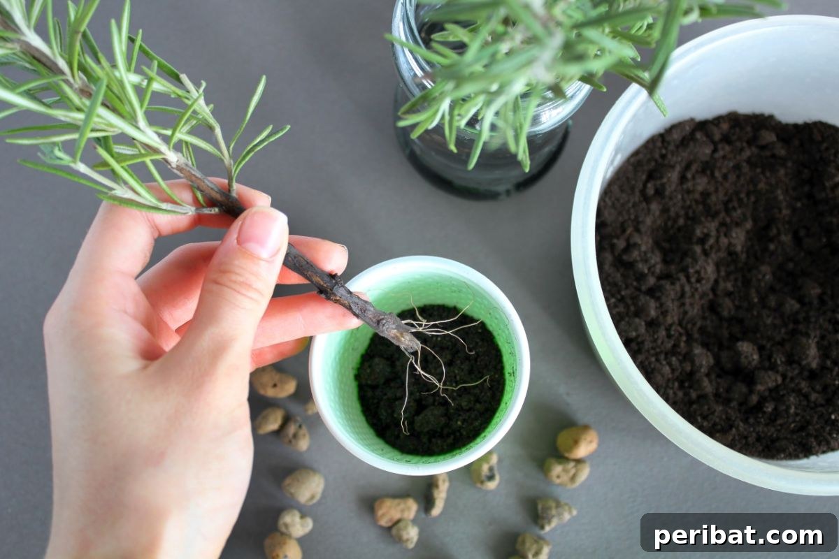 Foolproof Guide to Propagating Rosemary Cuttings 4 potting the rosemary plant
