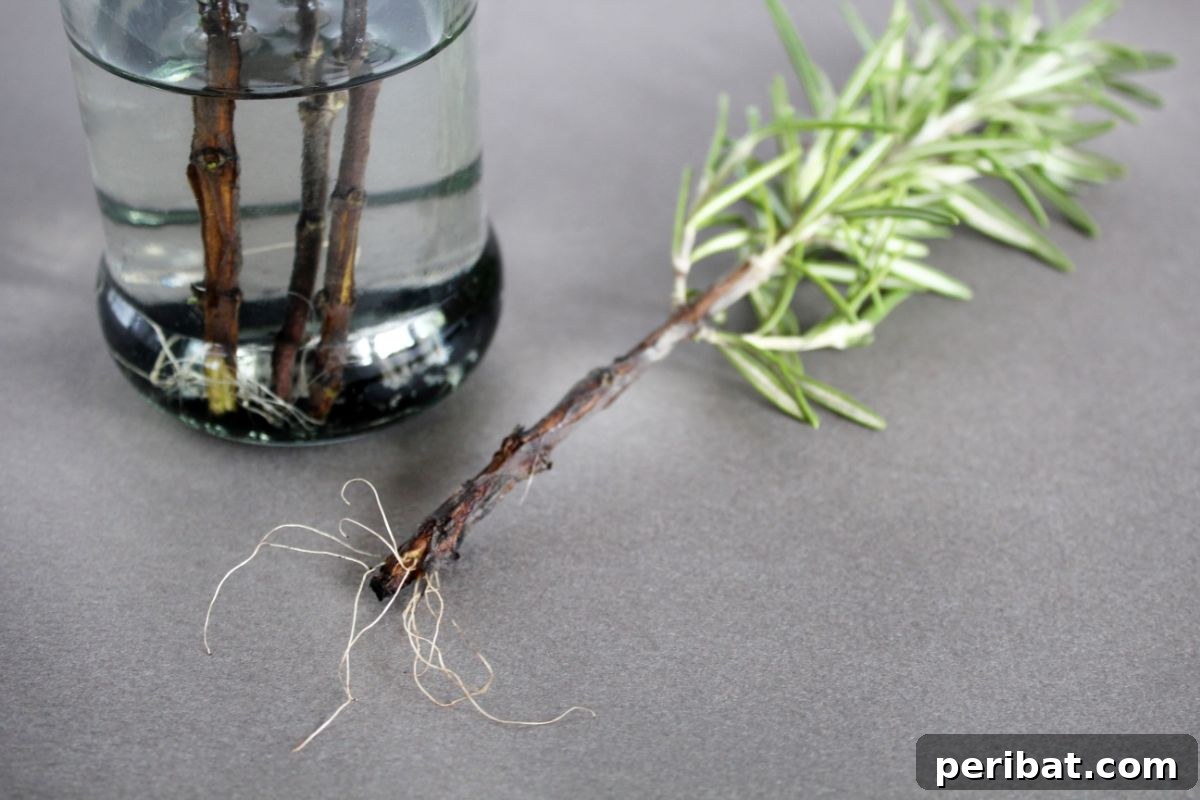 Foolproof Guide to Propagating Rosemary Cuttings 5 rosemary roots in a water