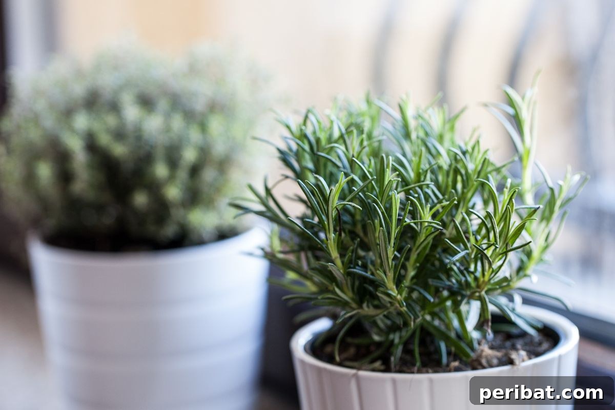Foolproof Guide to Propagating Rosemary Cuttings 7 rosemary in a pot beside the window