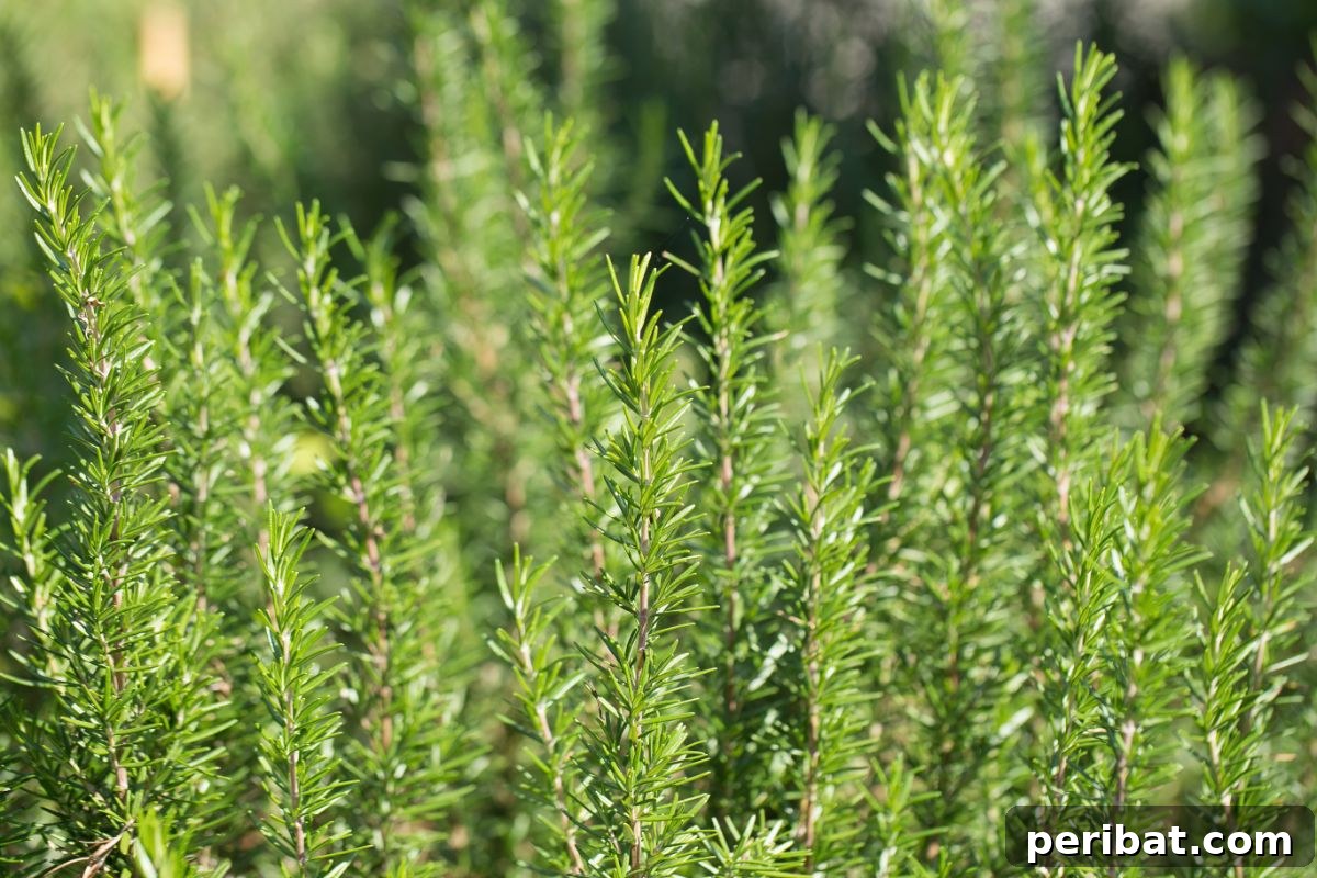 Foolproof Guide to Propagating Rosemary Cuttings 8 fresh rosemary plant
