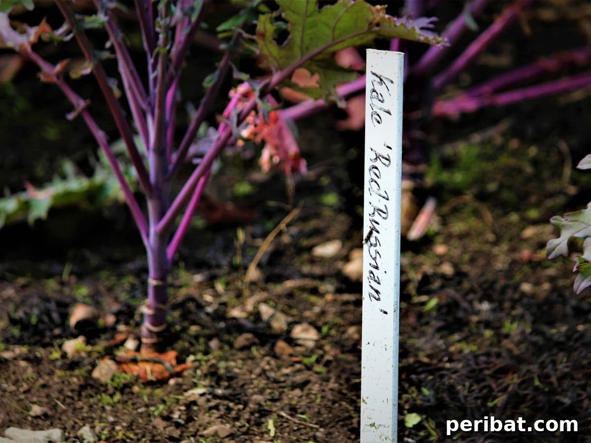 Wooden reed plant marker in soil