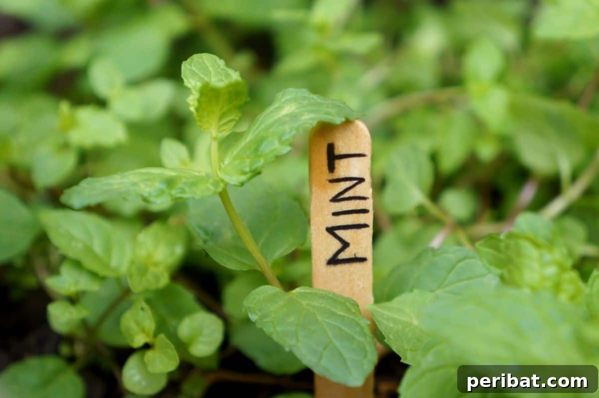 popsicle stick used as mint plant label 